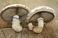 /album/fotogallerij/beswerd-26-10-2012-47-jpg/